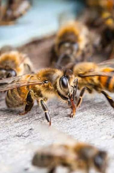 Image of bee removal Sydney