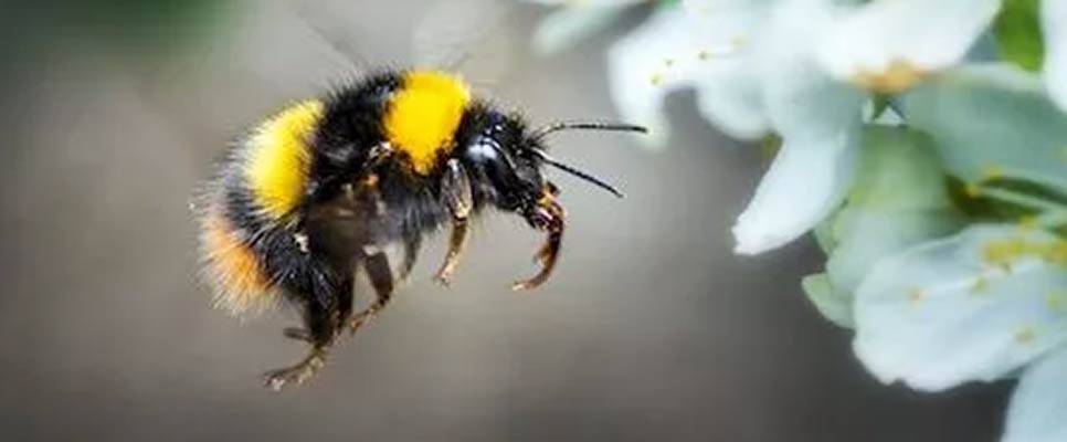 EXT XEN.0011 Midwest Bumble Bee Identification, Ecology, and Conservation