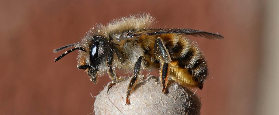Mortar Bee