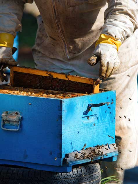Bee Removal In Adelaide