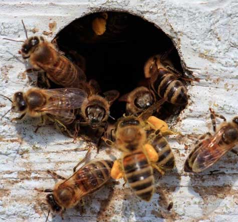Life Cycle Of Bee