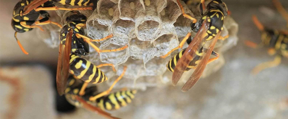 Wasp Proofing Services